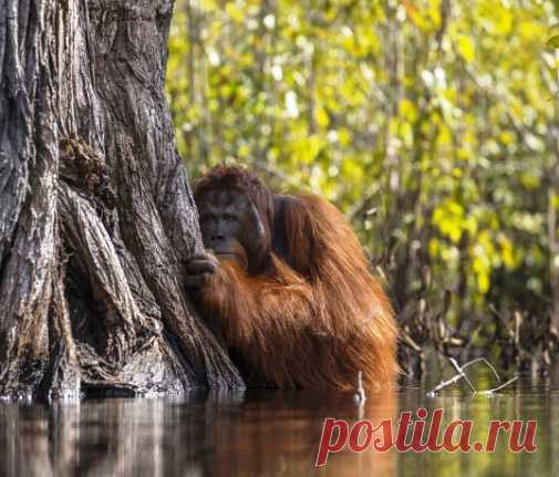 Снимки, от которых перехватывает дыхание — победители «Nature Photographer of the Year» Объявлены результаты ежегодного фотоконкурса от National Geographic «Nature Photographer of the Year» и надо сказать, что снимки-победители идеально передают всё то роскошное разнообразие, которое дар…