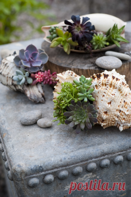 Суккуленты идеально подходят для творческого садоводства. Их можно сажать в любые вазы — даже в ракушки. Суккулентам не нужно много воды, и за ними легко ухаживать. Попробуйте сочетать их разными растениями, чтобы создать необычные композиции.