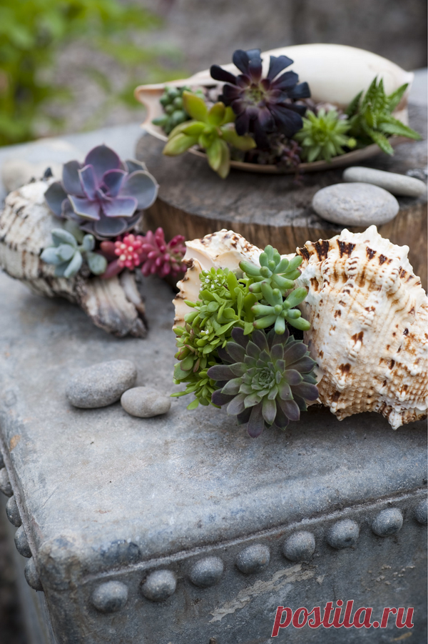Суккуленты идеально подходят для творческого садоводства. Их можно сажать в любые вазы — даже в ракушки. Суккулентам не нужно много воды, и за ними легко ухаживать. Попробуйте сочетать их разными растениями, чтобы создать необычные композиции.