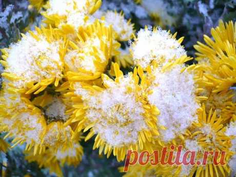 Плейкаст «Цветы под снегом»