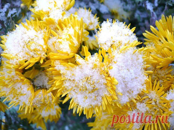 Плейкаст «Цветы под снегом»