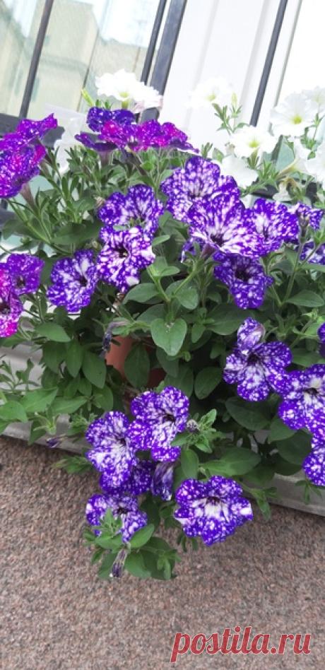 Космические петуньи... 💜