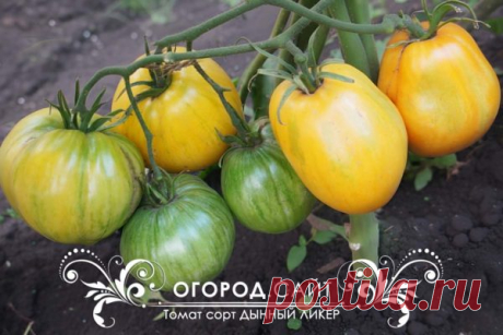 Томат Дынный ликёр (Софии Сааковой), семена | ОГОРОД.сайт