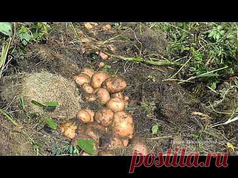 Практические советы по выращиванию....