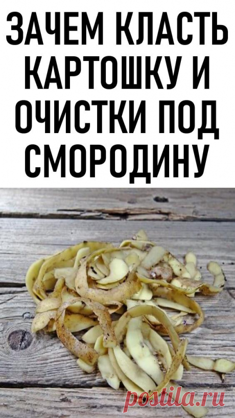 Зачем класть картошку и очистки под смородину. У рачительного хозяина применение найдется для всего, даже для картофельных очисток. Опытные садоводы утверждают, что выращенная на такой подкормке смородина плодоносит лучше. Так ли это на самом деле?