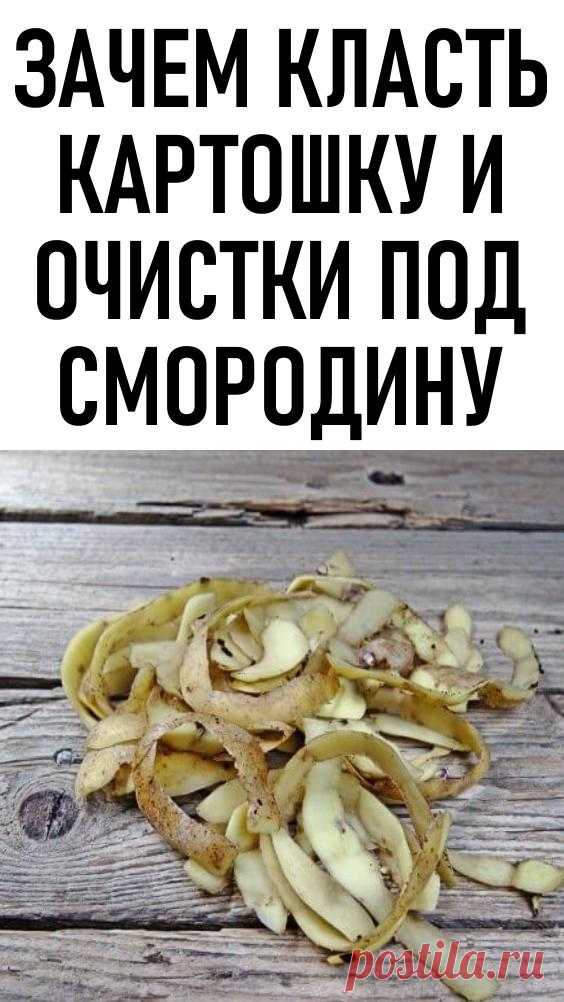 Зачем класть картошку и очистки под смородину. У рачительного хозяина применение найдется для всего, даже для картофельных очисток. Опытные садоводы утверждают, что выращенная на такой подкормке смородина плодоносит лучше. Так ли это на самом деле?