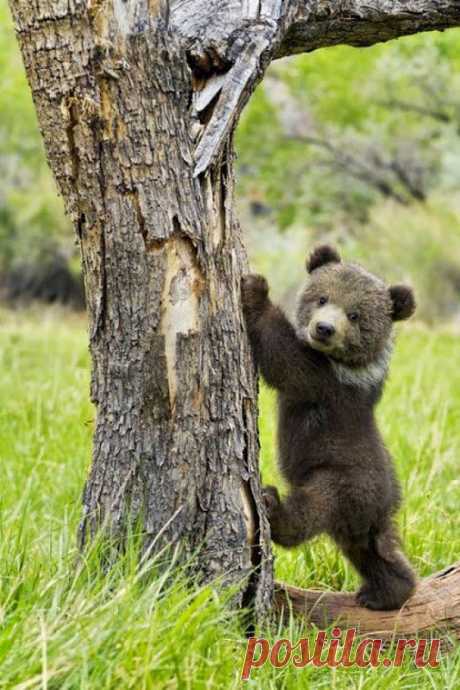 «Медвежонок Гризли собирается взобраться на дерево.» — карточка пользователя АЯIRА в Яндекс.Коллекциях