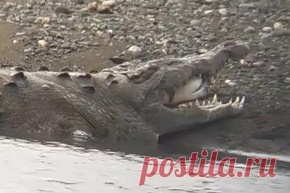 Крокодила с акуленком в пасти сняли на видео