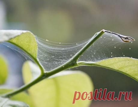 Справочник &quot;Вредители растений&quot; (фото, описание, меры)