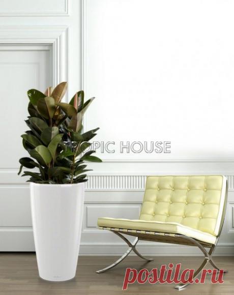 Фикус Эластика RONDO 40/165 см в горшке с автополивом: купить в интернет магазине