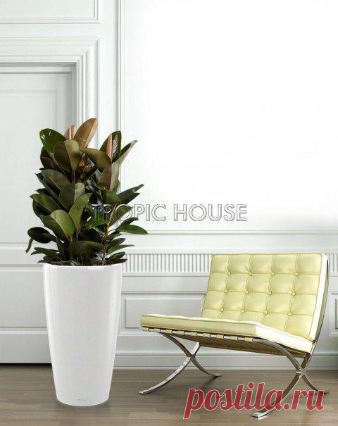 Фикус Эластика RONDO 40/165 см в горшке с автополивом: купить в интернет магазине