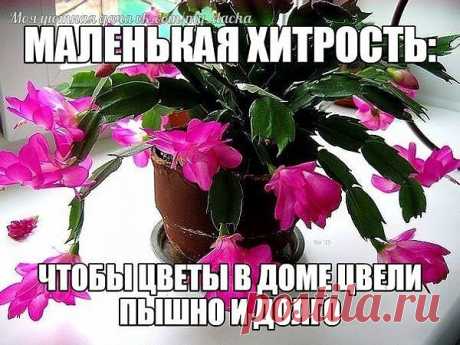 (5) Одноклассники