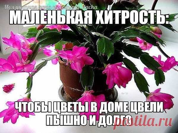 (5) Одноклассники