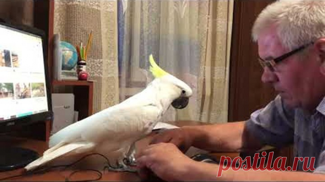 Какаду Кирюня, это не обычный попугай!🥸😜 Kakadu Kiryunya, this is no ordinary parrot for you.