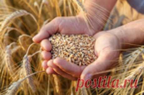 какие крупы считаются самыми полезными