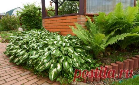 Что посадить в тени: растения для цветников. Фото