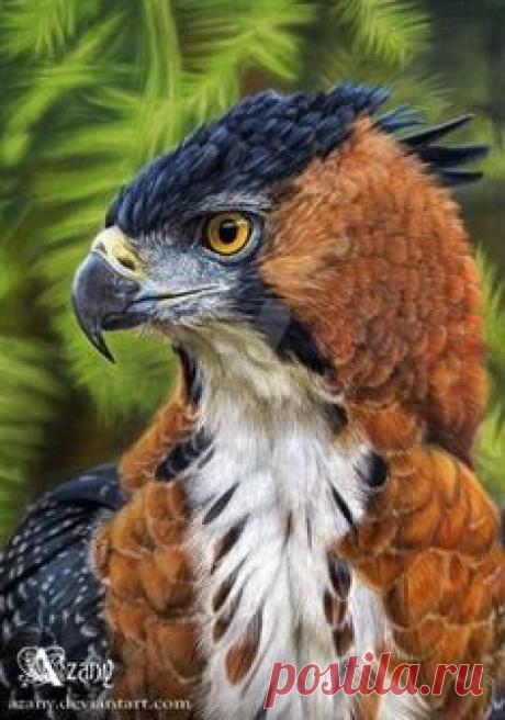(2994) Pinterest