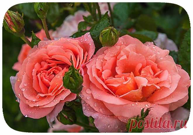 Плейкаст «ВСЕ РОЗЫ ДЛЯ ТЕБЯ!!!»