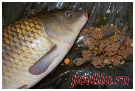 Рыбалка видео: Успешное ужение карпа