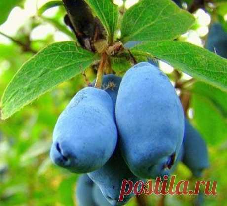 Готовим жимолость к зиме