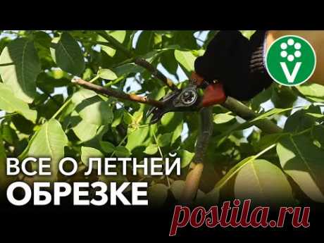 ЛЕТНЯЯ ОБРЕЗКА ПЛОДОВЫХ ДЕРЕВЬЕВ. Как и какие деревья лучше обрезать летом?
