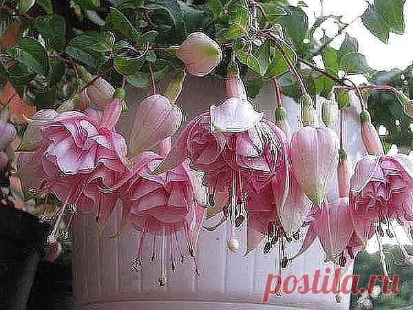 Красавица фуксия!