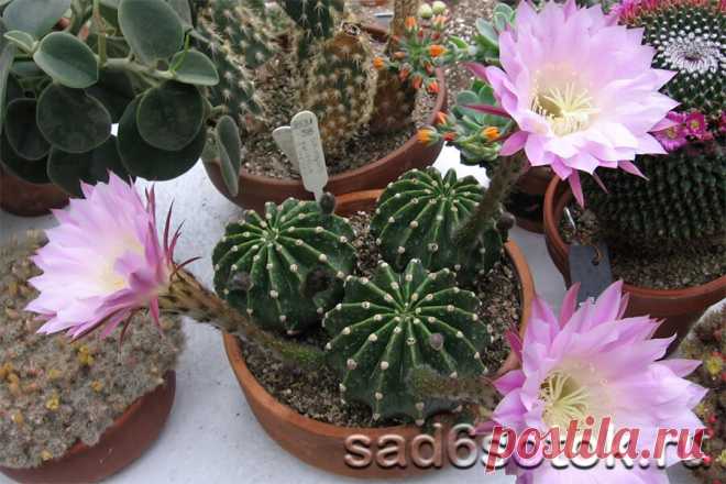 Виды кактусов - 24 вида с фото и описанием Известны виды кактусов - пустынные и тропические. Кактусы – одни из древних растений на планете. Вместо листьев на стеблях кактусов расположены волоски или колючки.