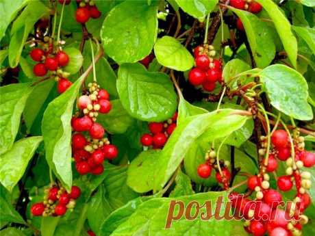 Лимонник китайский. Народные рецепты. | Советы Народной Мудрости