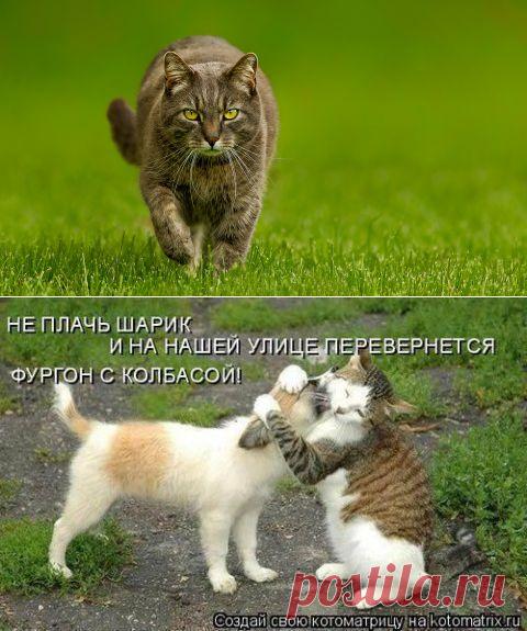 25 самых улётных снимков котов. Это точно поднимет тебе настроение!