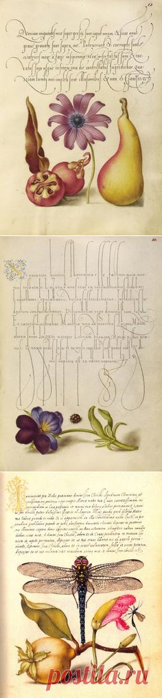 In the 1500s, illuminator Joris Hoefnagel rendered... | The Getty | Botanical & Zoological Bounty ............