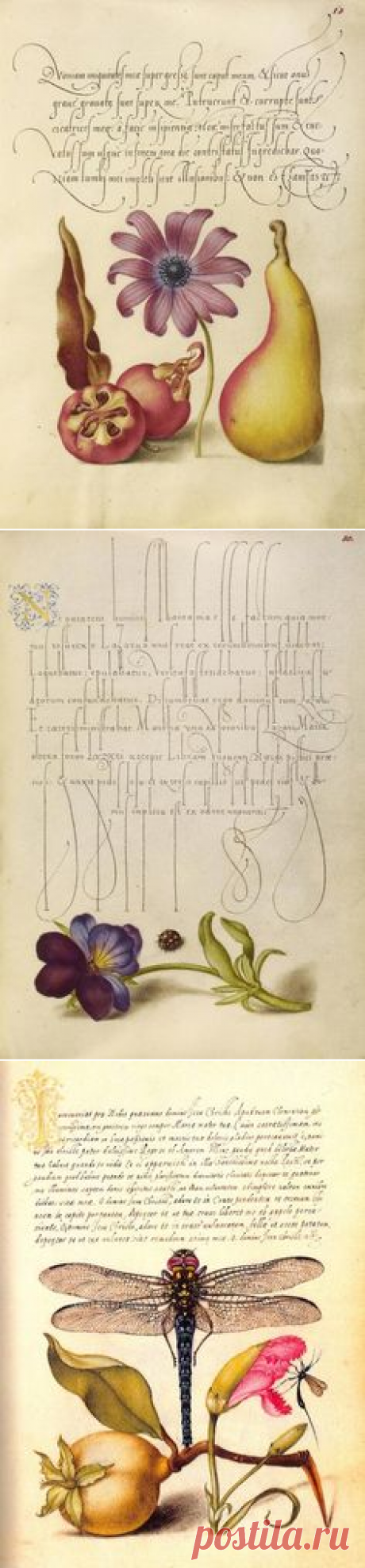 In the 1500s, illuminator Joris Hoefnagel rendered... | The Getty | Botanical & Zoological Bounty ............
