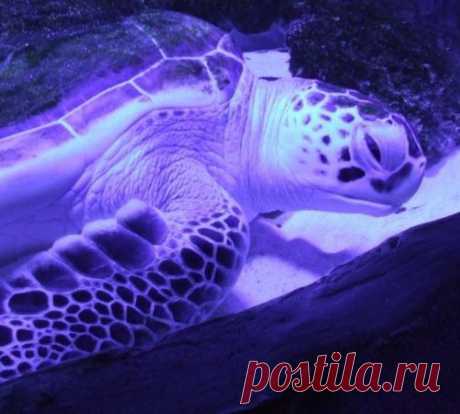 Общение с мозгом, или О чем говорят сны