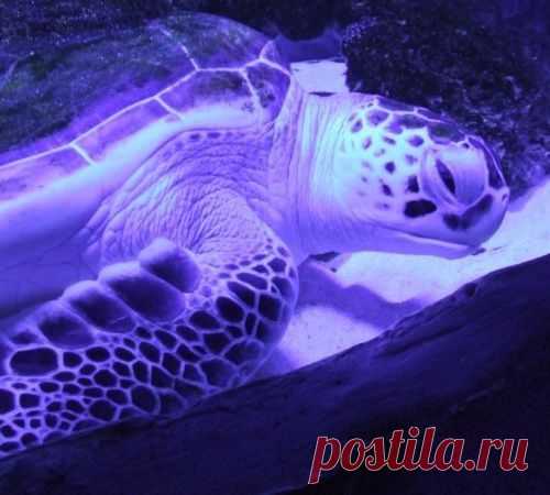 Общение с мозгом, или О чем говорят сны