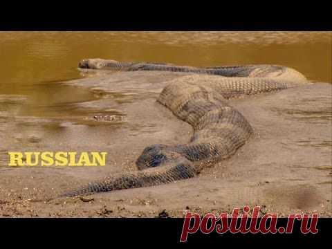 Анаконда. Королева змей - Супер хищник / Только на моём канале! / Анаконда - загадочное существо