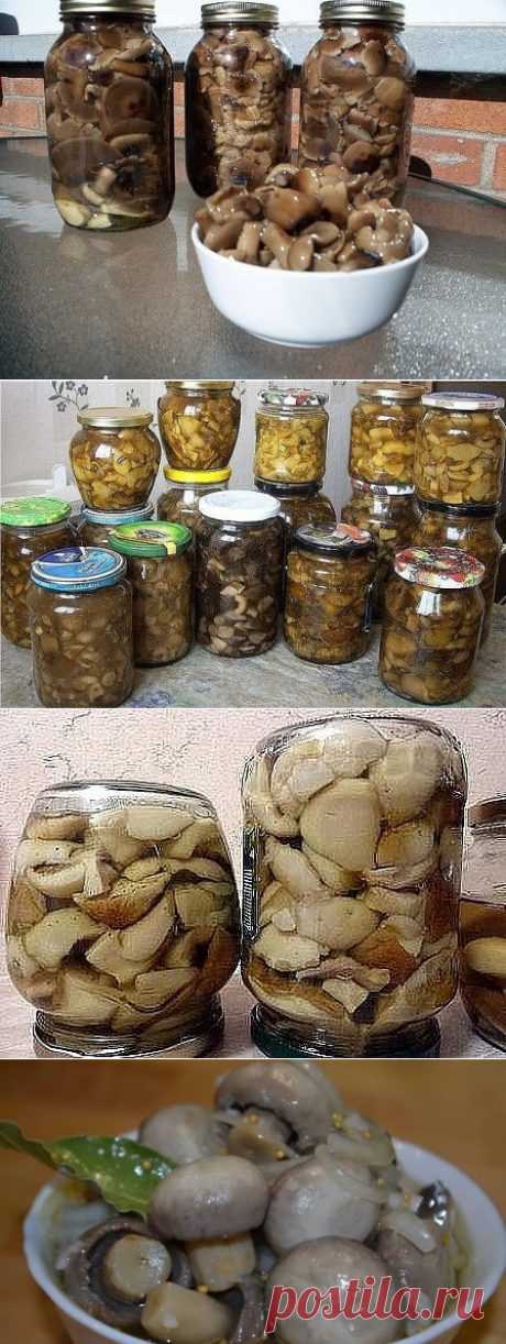 10 рецептов заготовок  из ГРИБОВ на зиму