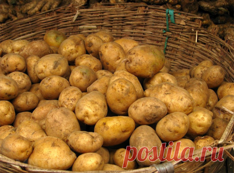 Лучшие сорта картофеля RMNT.RU