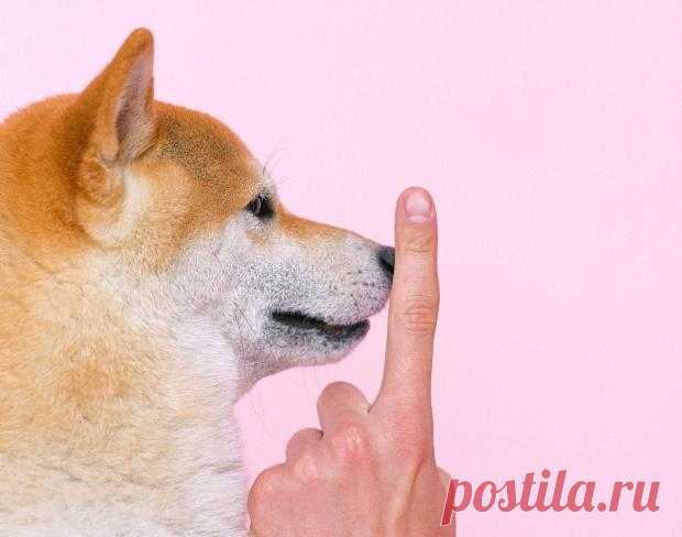 5 ошибок поведения владельца собаки которые делают животное избалованным