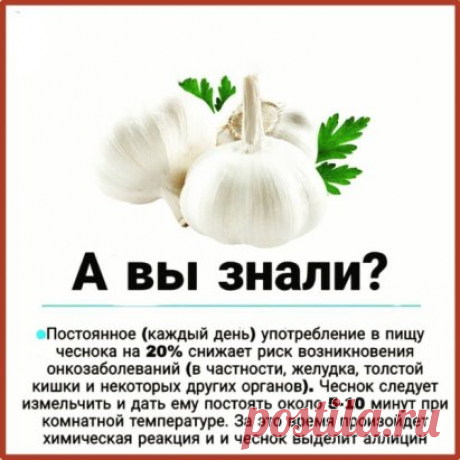 Полезные свойства чеснока: