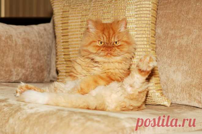 Рыжий перс Garfi