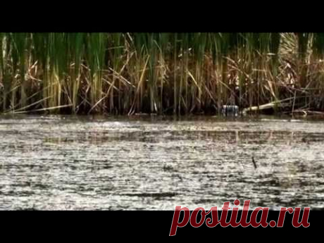 Змееголов. Капчагай. 2012. Snakehead