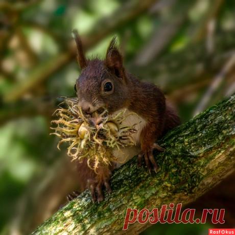 Фото: Любит белочка орешки!. Фотолюбитель Валентина М.. Фото животных. Фотосайт Расфокус.ру