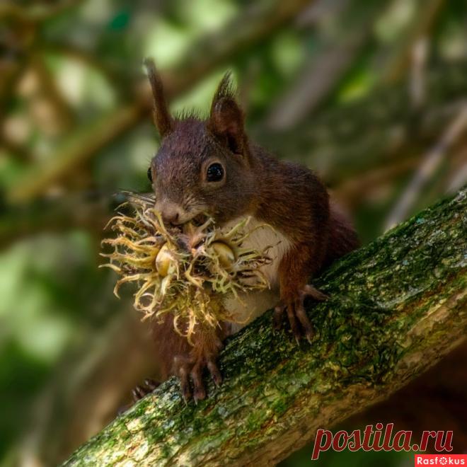 Фото: Любит белочка орешки!. Фотолюбитель Валентина М.. Фото животных. Фотосайт Расфокус.ру