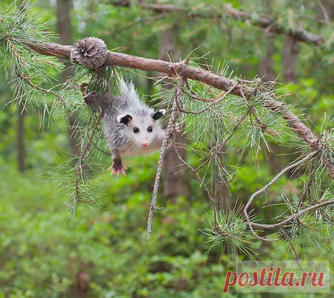 15 поссумов и опоссумов доказывающих, что они самые милые существа в мире