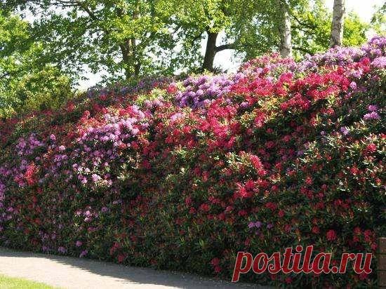 Живая изгородь из кустарников своими руками &#8212; Чудеса