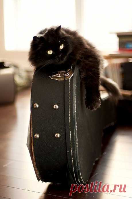 Will you serenade me?