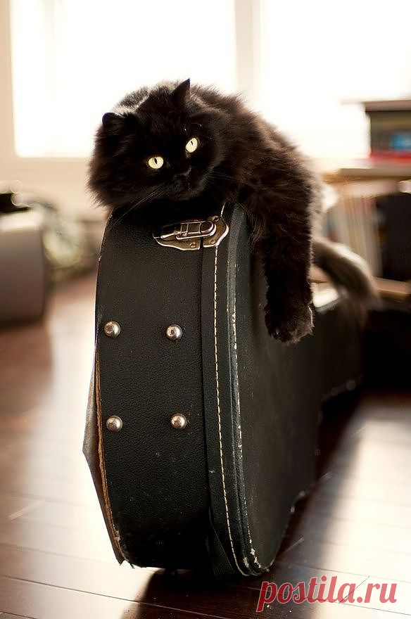 Will you serenade me?