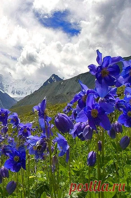 Google+