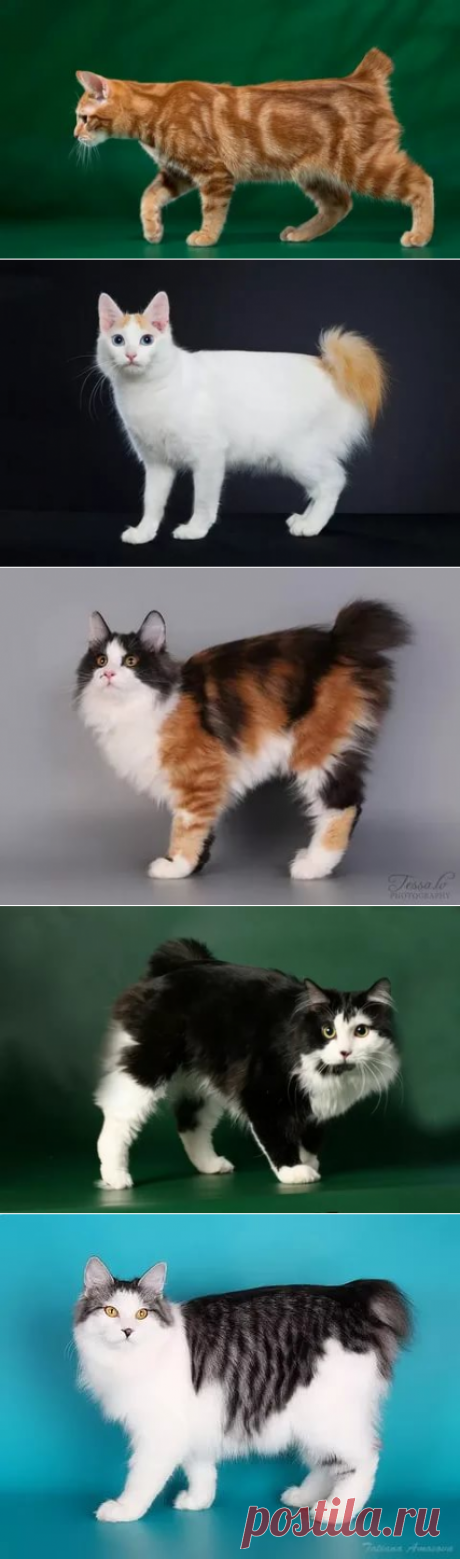 кошки породы бобтейл