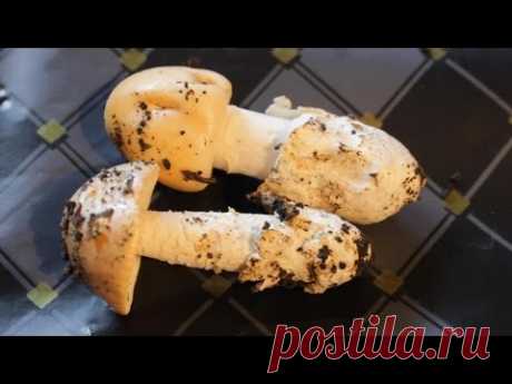 Как отличить ядовитые грибы бледные поганки от съедобных по внешним признакам чтобы не отравиться