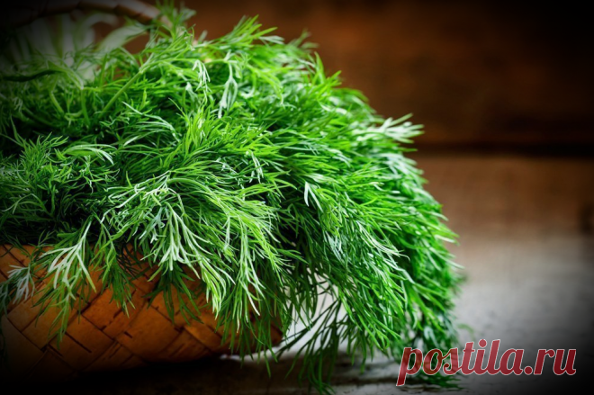 Как с помощью укропа я вылечить сахарный диабет: рассказываю личный опыт | Заметки диабетика | Яндекс Дзен